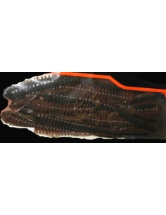 Hog Impact 3,5" Castaic Choice